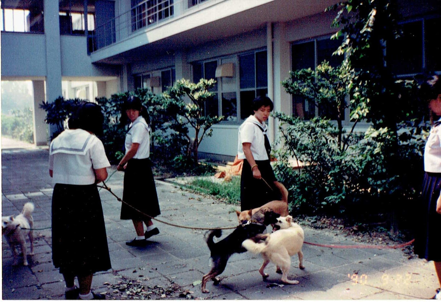 中学生の犬猫飼育体験