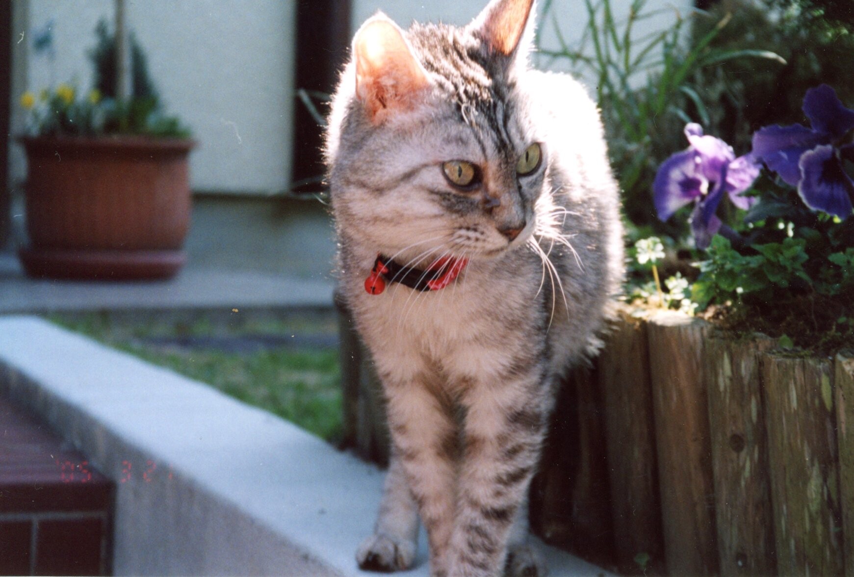 猫シェルター（場所不明）