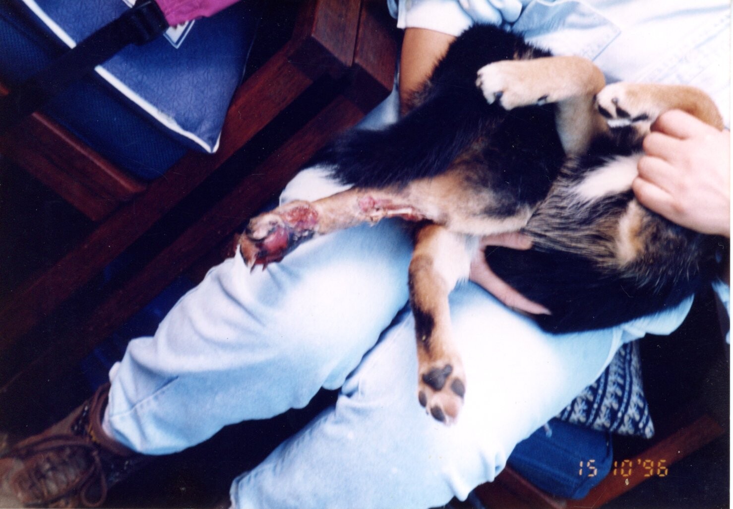 保護中: 犬の虐待事件3