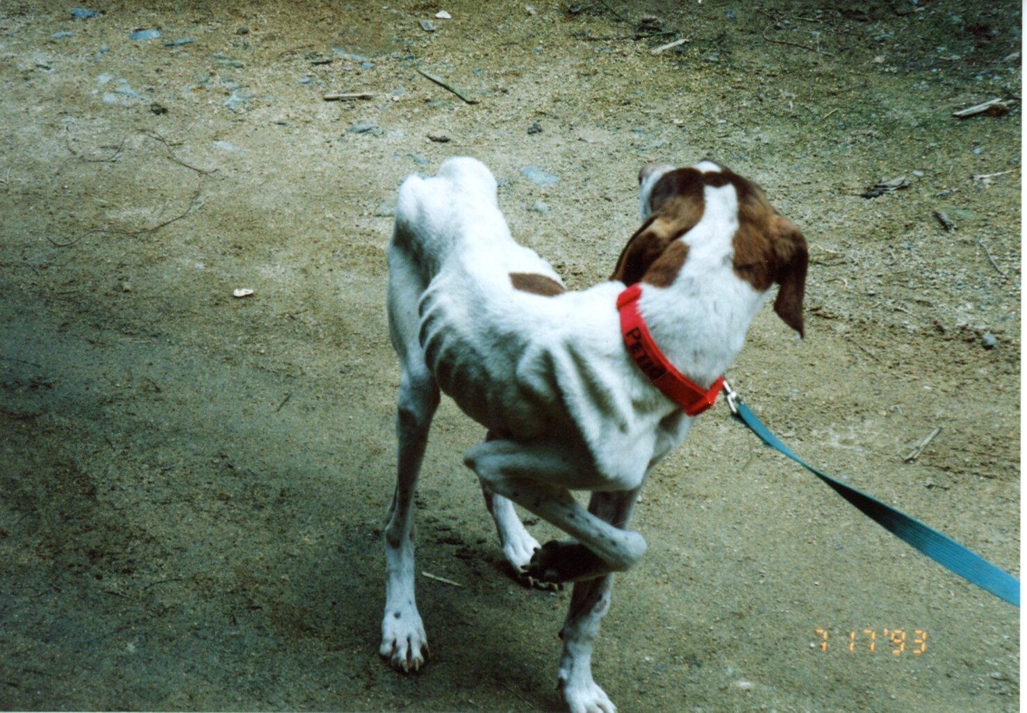 保護中: 犬の虐待事件2