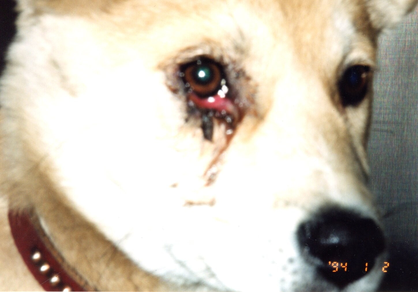 保護中: 犬の虐待事件_1994年1月