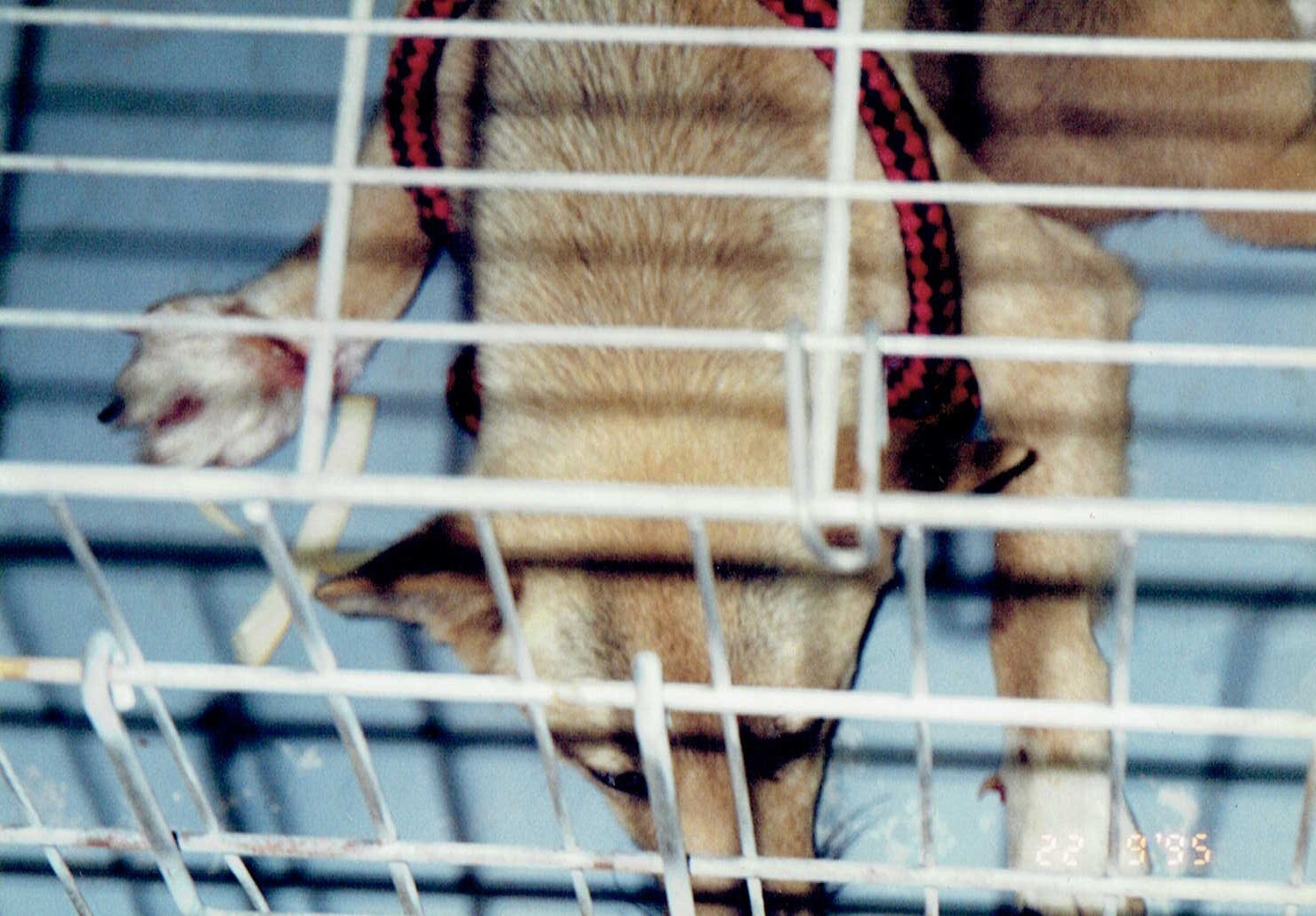 保護中: 怪我をした犬_1995年9月