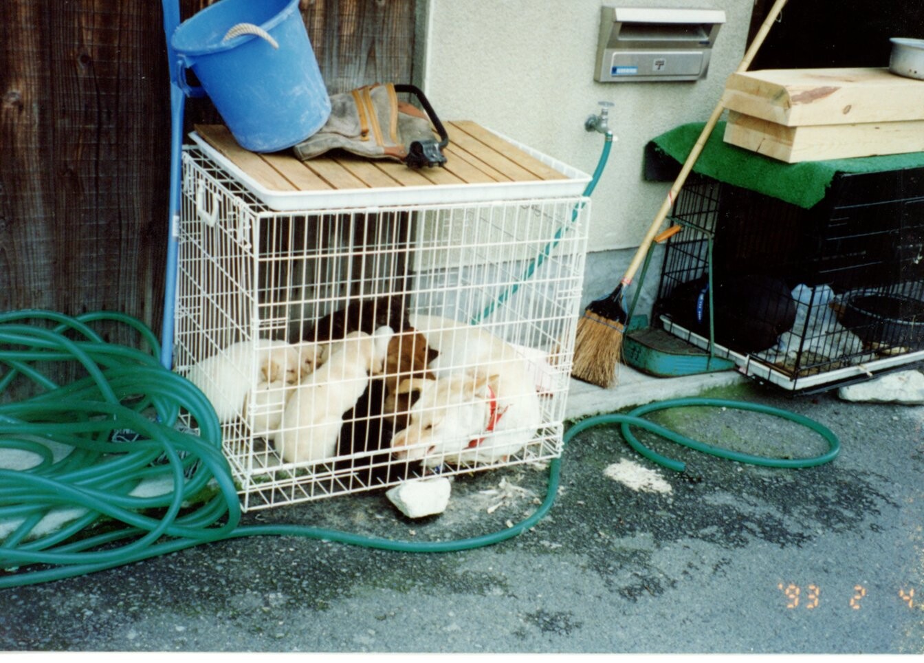 保護中: ケージに入れられた犬たち_1993年3月