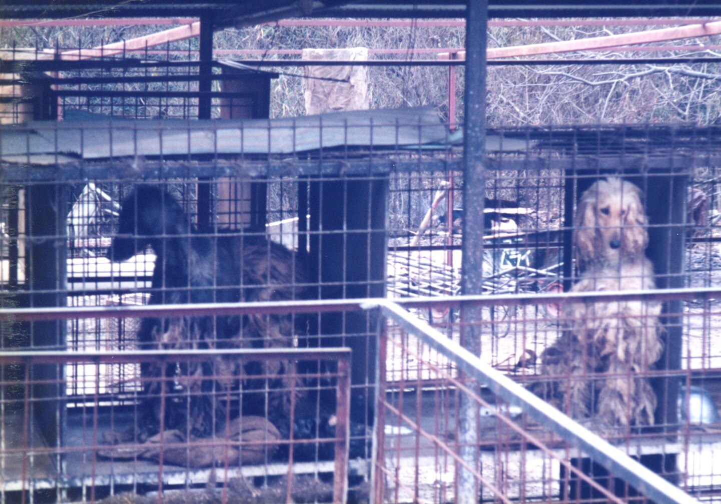 保護中: 1995年1月