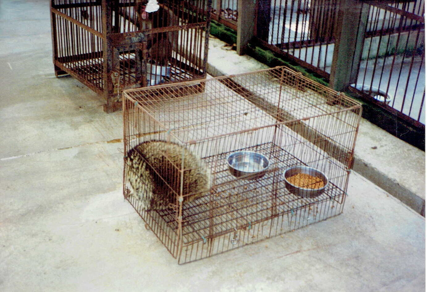 保護中: 湘南アニマルプロダクション_1995年1月