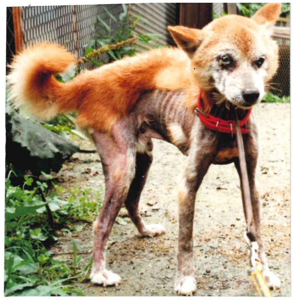 保護中: 疥癬に感染してやせ細ったチャッピー_1995年