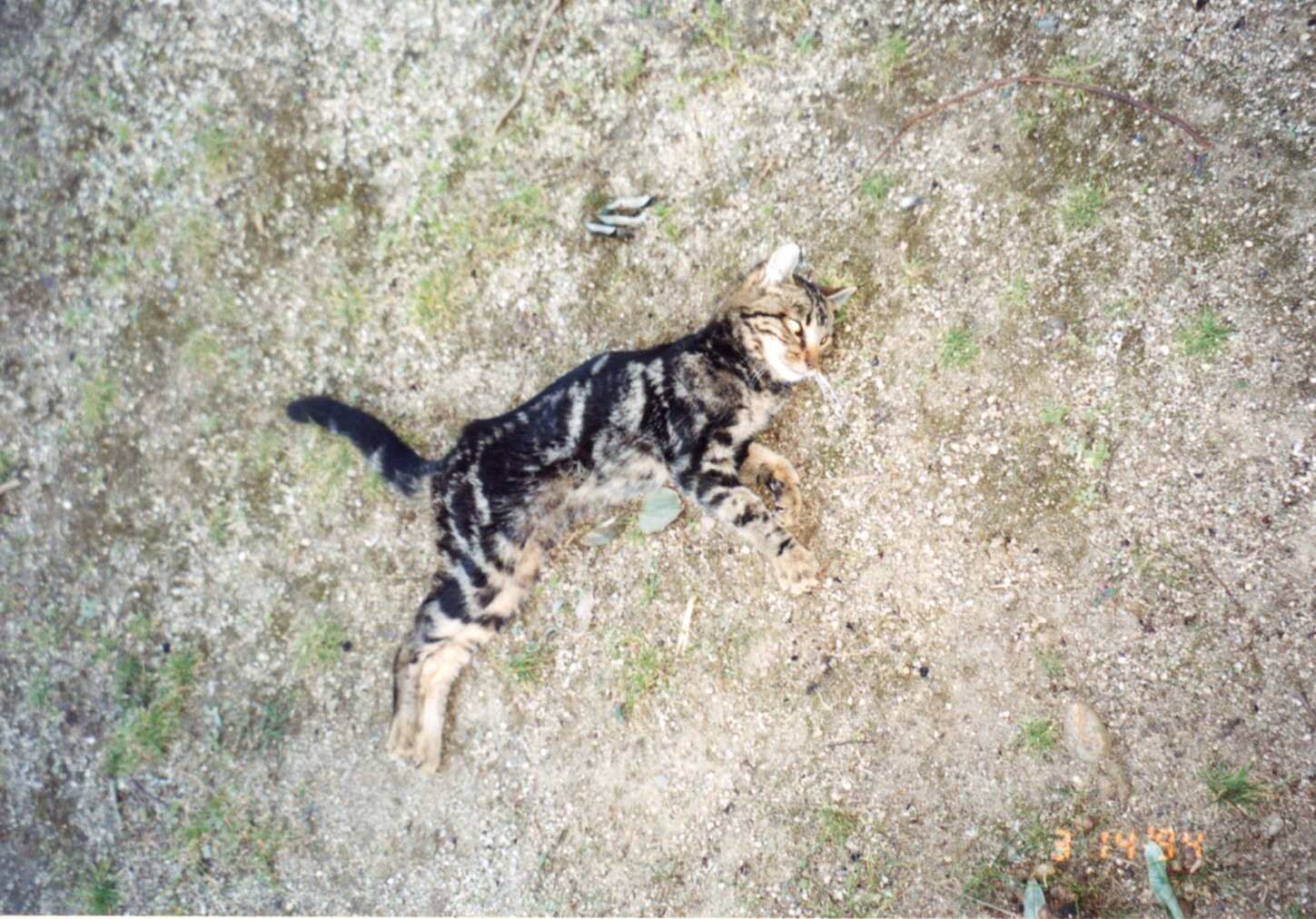 保護中: 猫の虐待事件