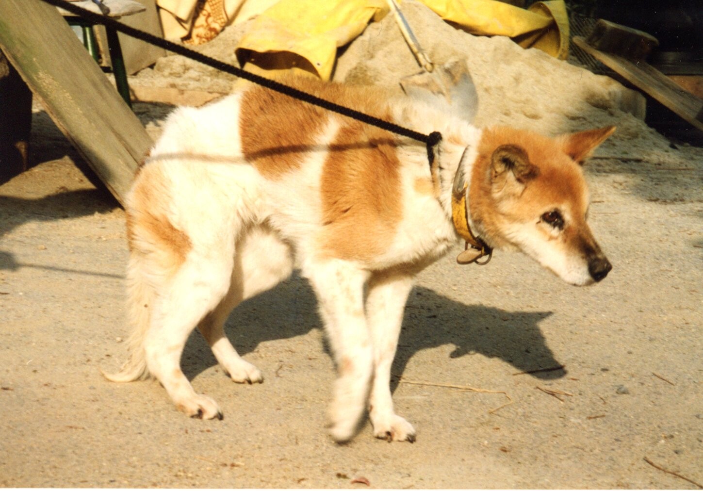 保護中: 犬の虐待ケース2