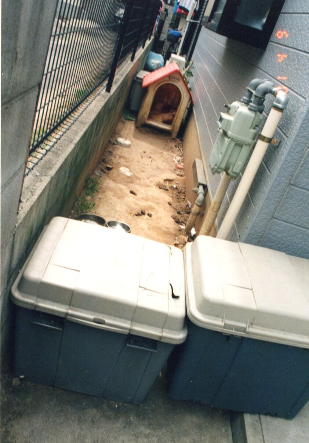 保護中: 犬の虐待 2001年4月