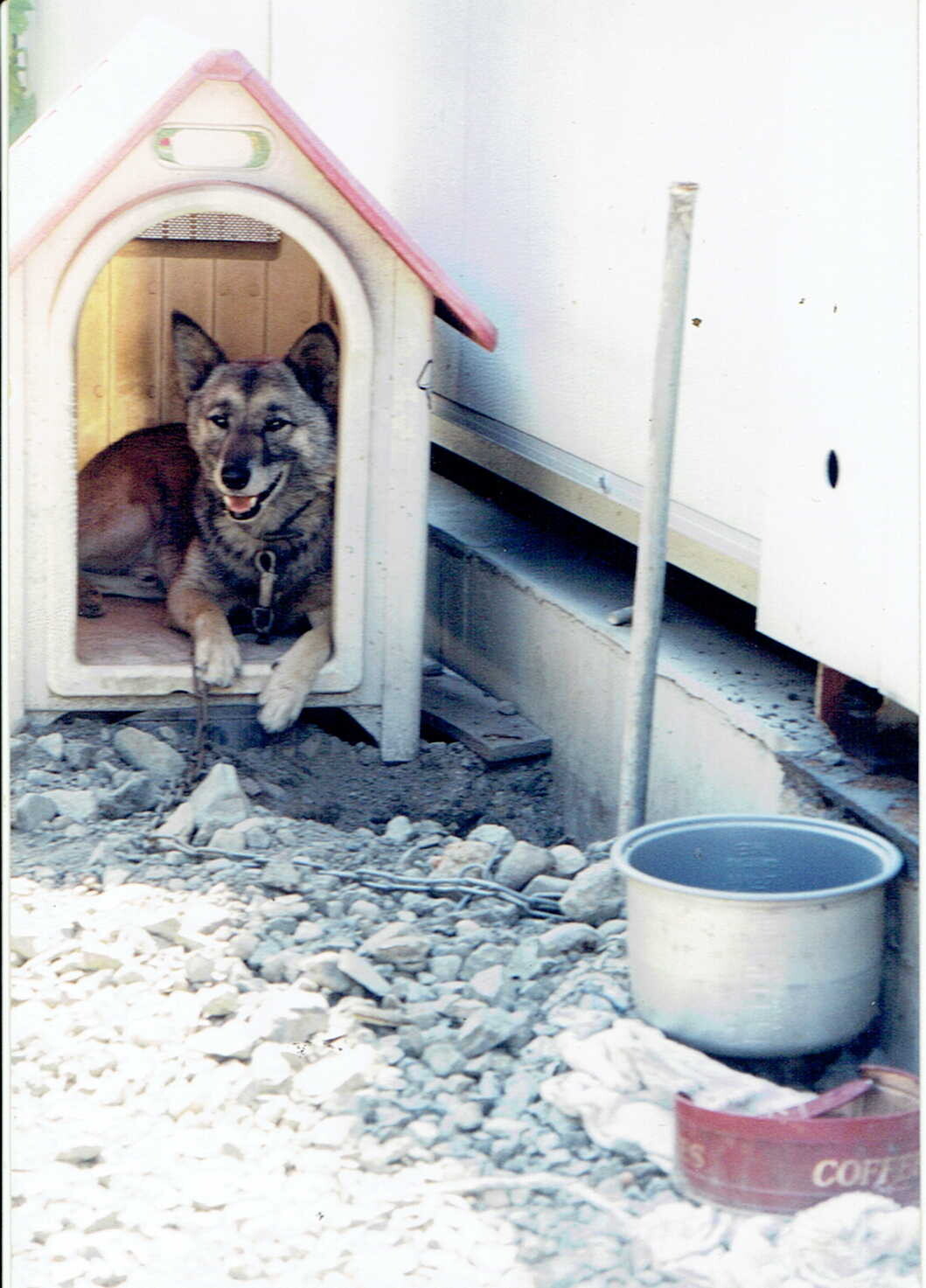 保護中: 尼崎での犬の虐待_2002年12月