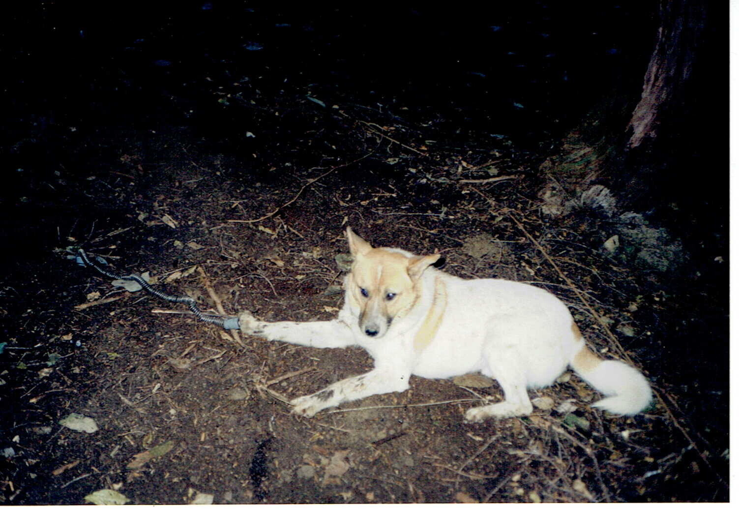 保護中: ワナにかかった犬_2002年8月