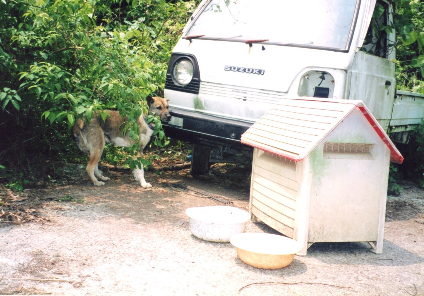 保護中: 大阪泉佐野市での犬の虐待_2003年5月