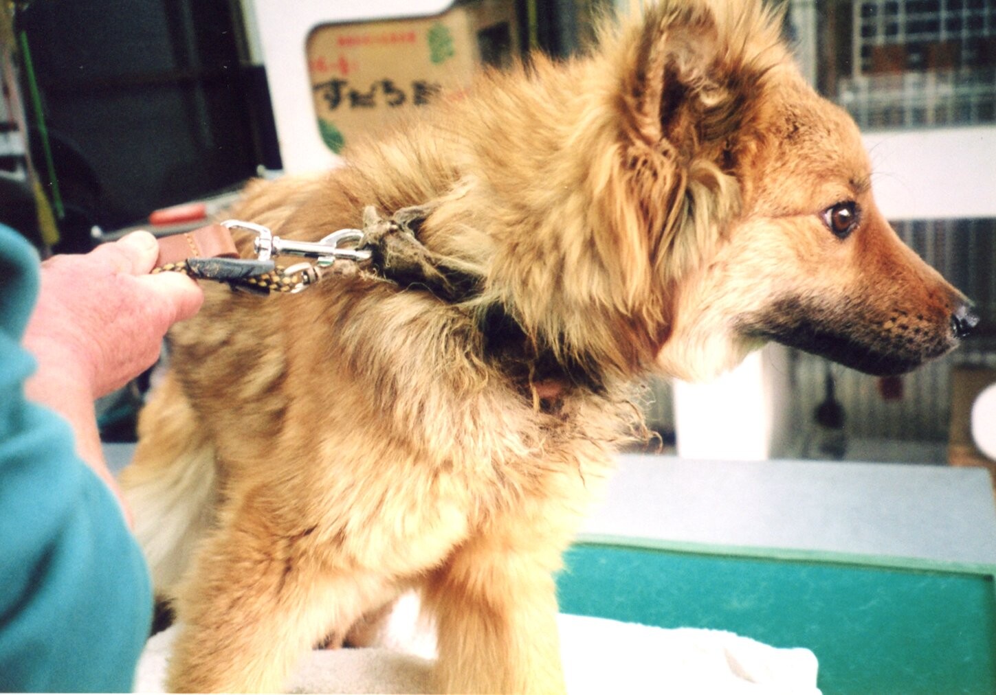 保護中: 犬の虐待_ケース1