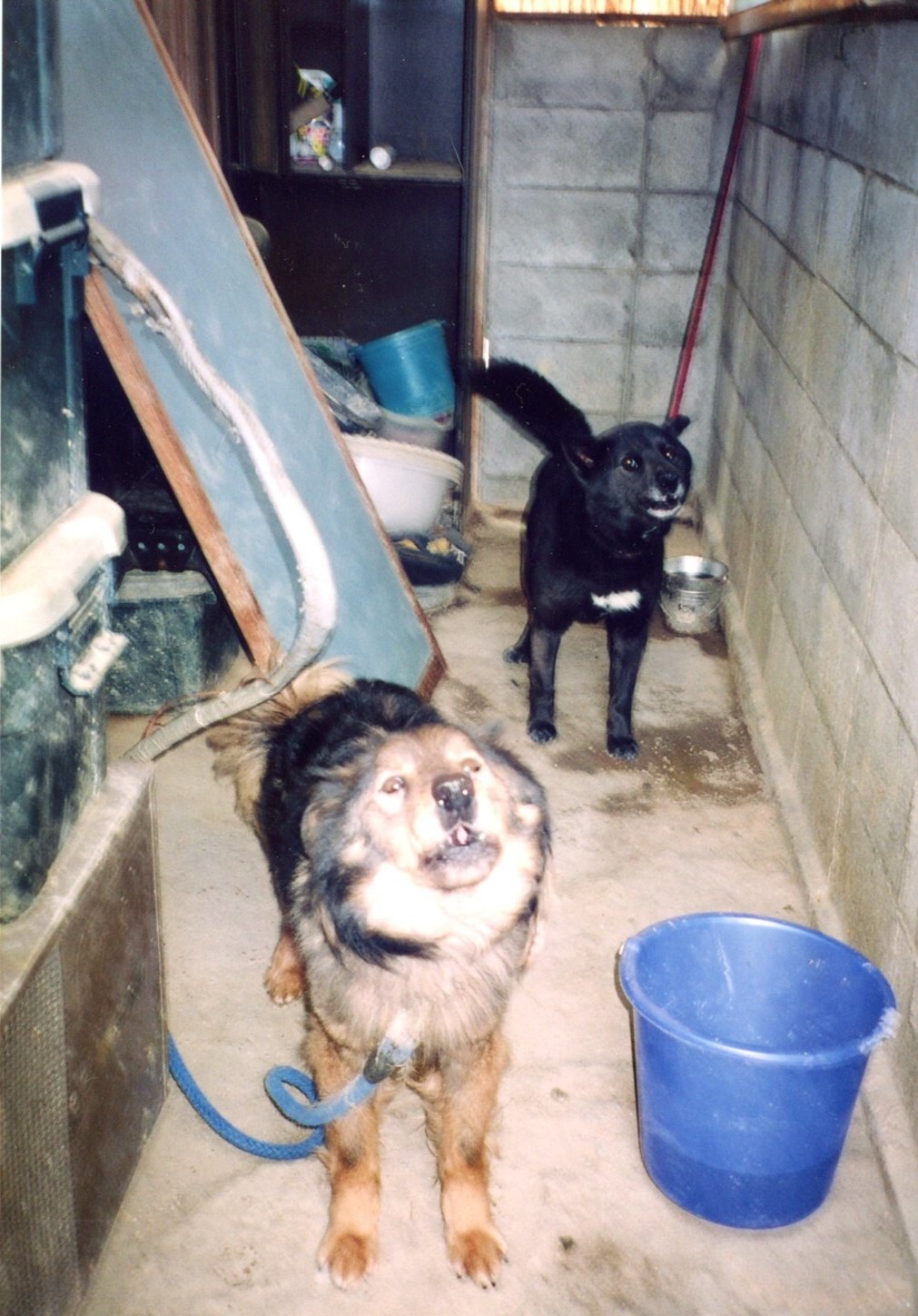 保護中: 犬の虐待_ケース2