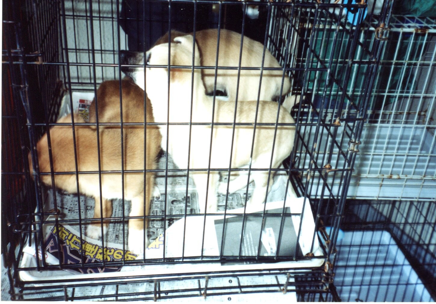 保護中: 通天閣の犬たち_2004年