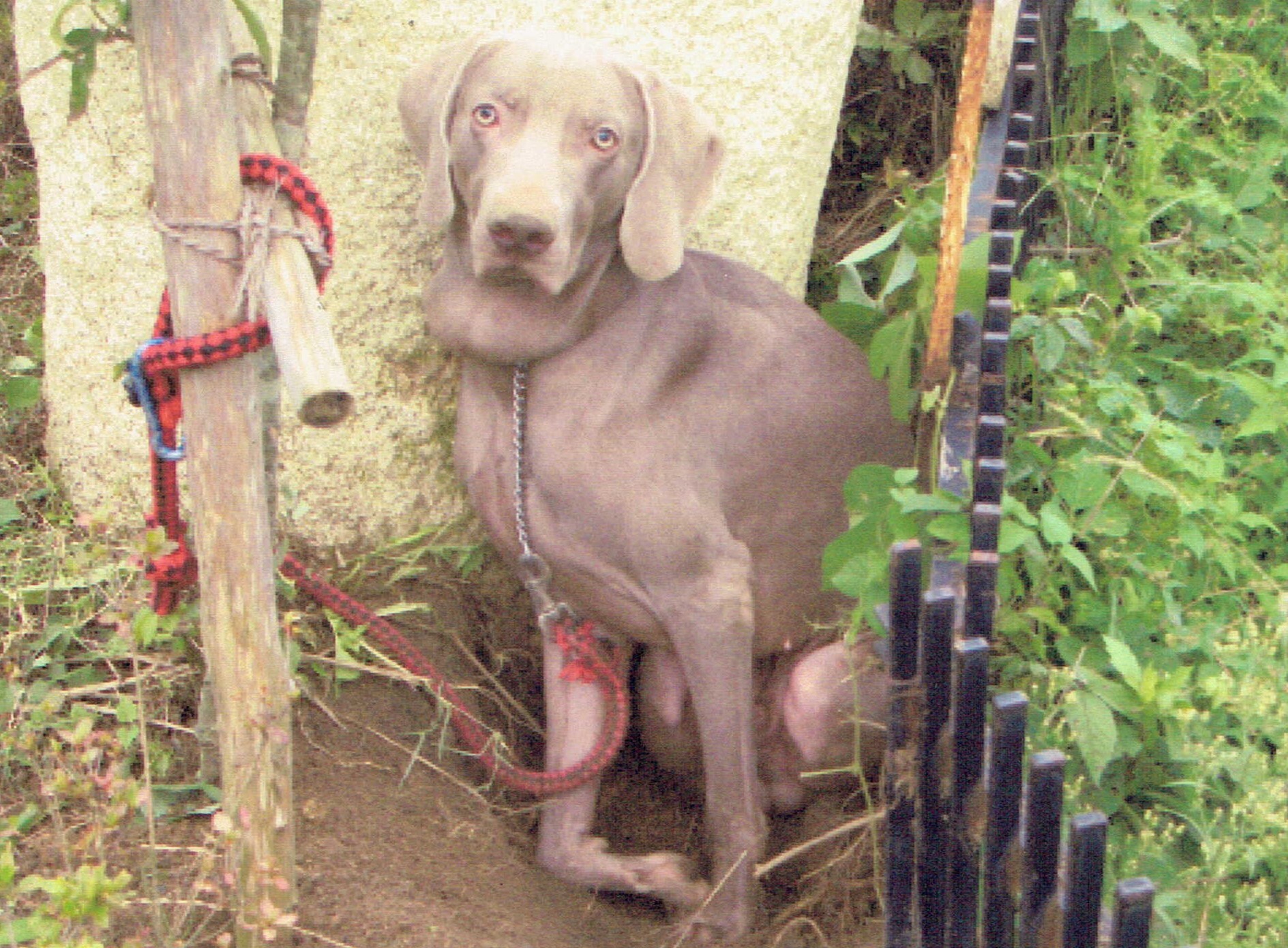 保護中: 鎖で繋がれた犬_2005年10月