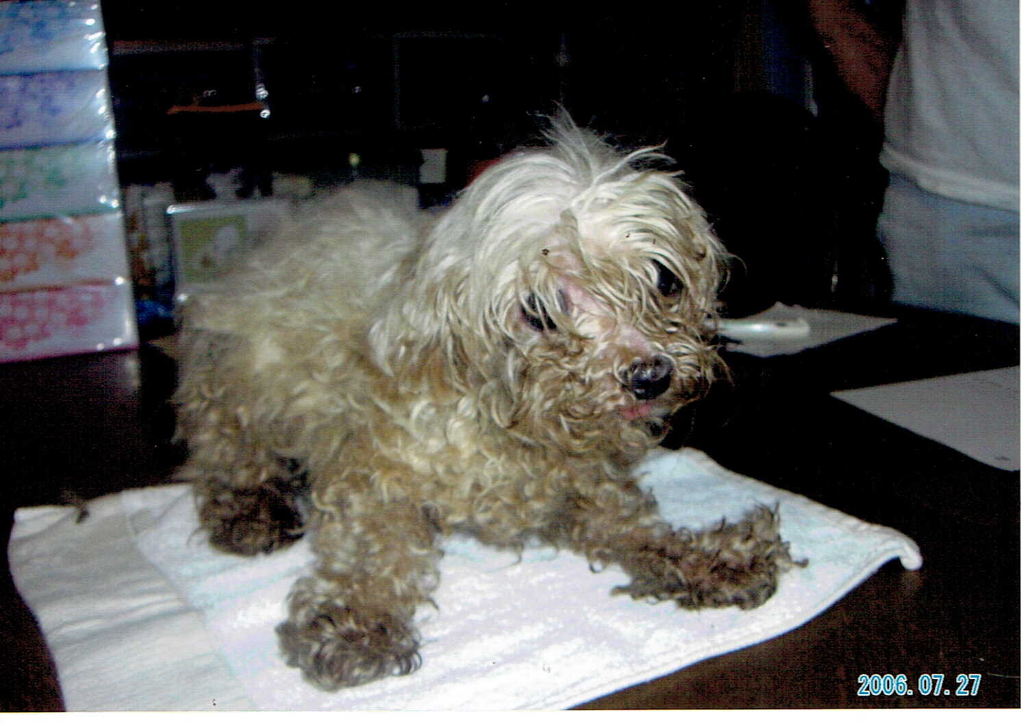 保護中: 腫瘍のあるマルチーズ_2006年7月