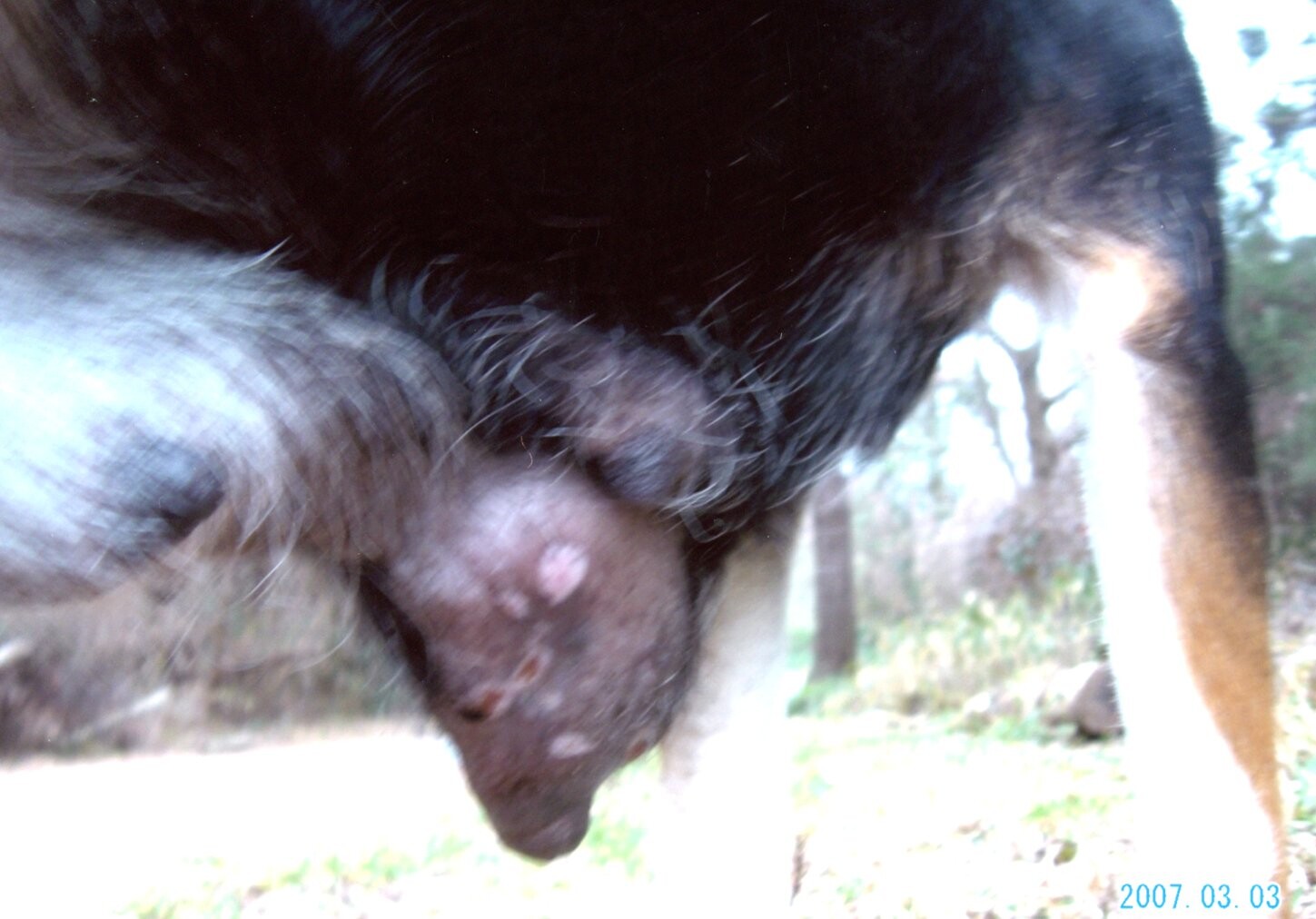 保護中: 腫瘍のある犬_2007年3月