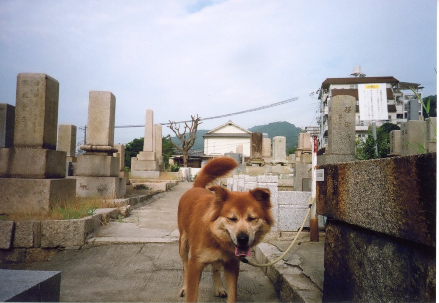 保護中: 犬（オウショウ）の虐待事件_2008年4月