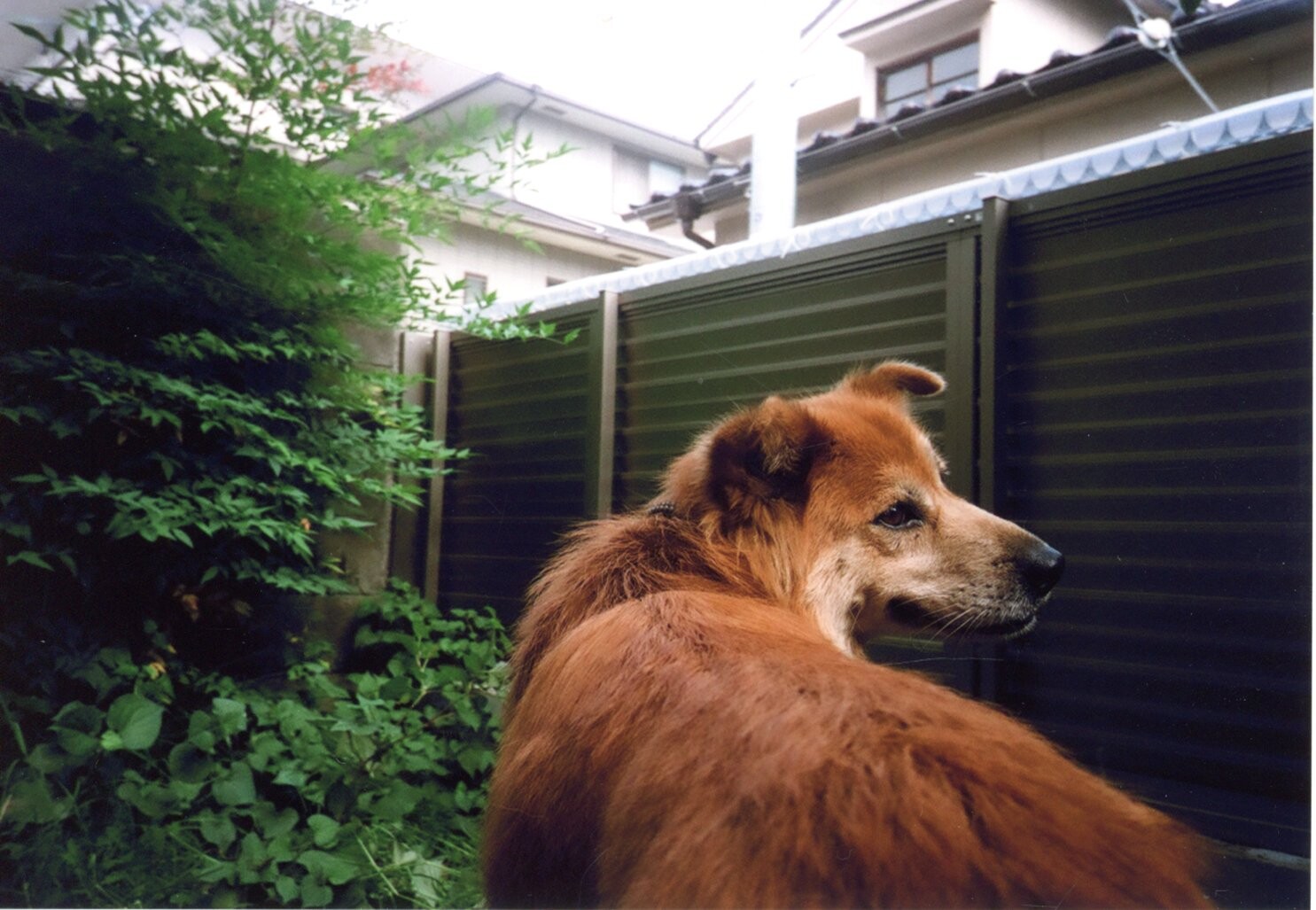 保護中: 犬（ショウ）の虐待事件_2008年7月