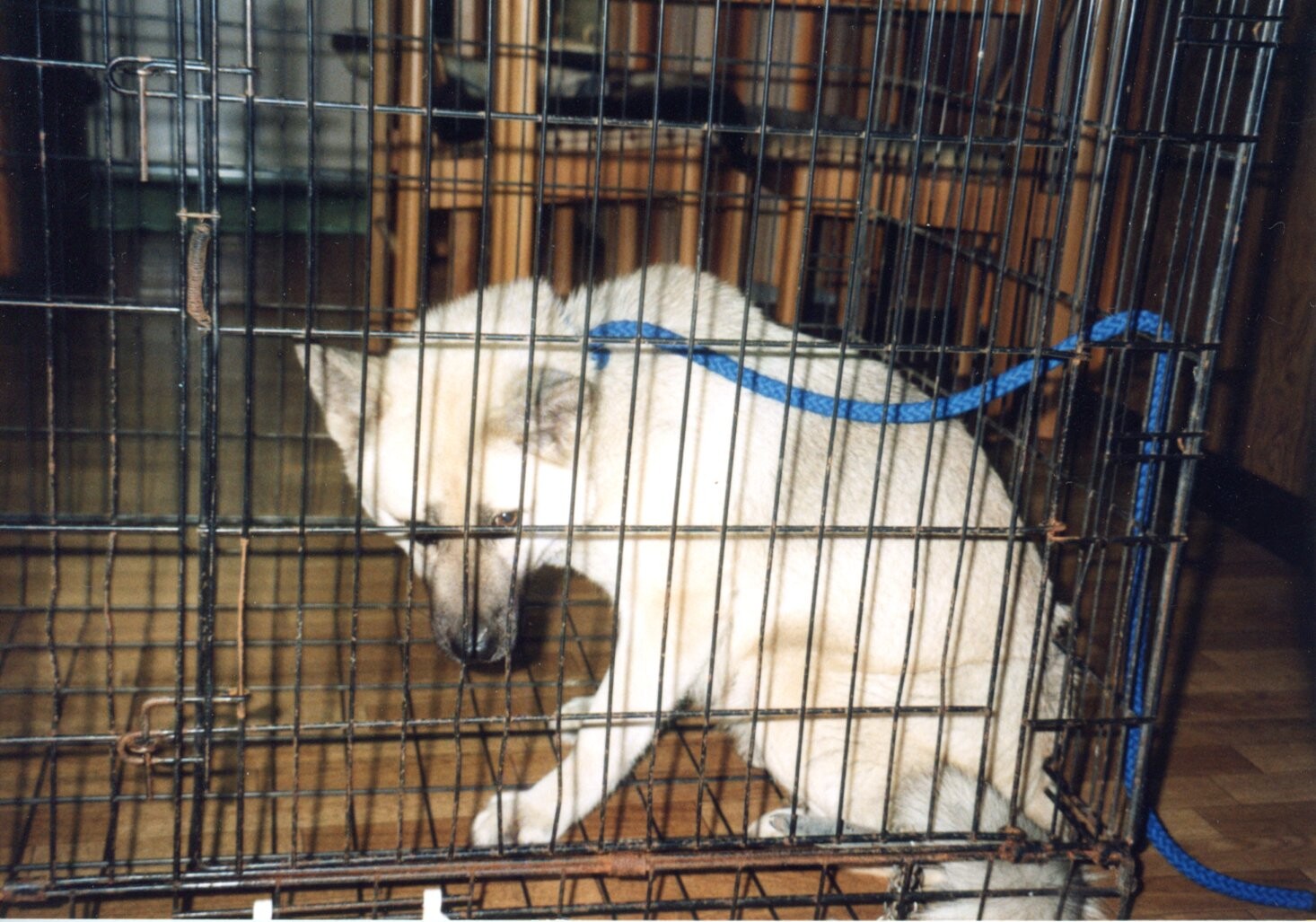 保護中: 鎖に繋がれた犬（尼崎）