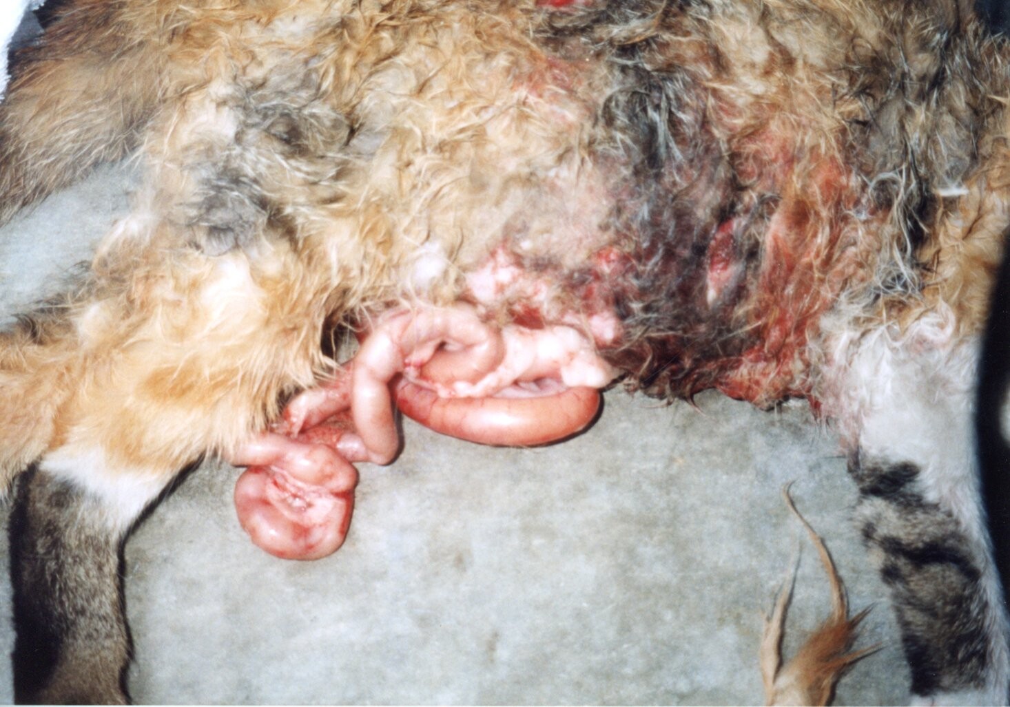 保護中: 猫の虐待事件