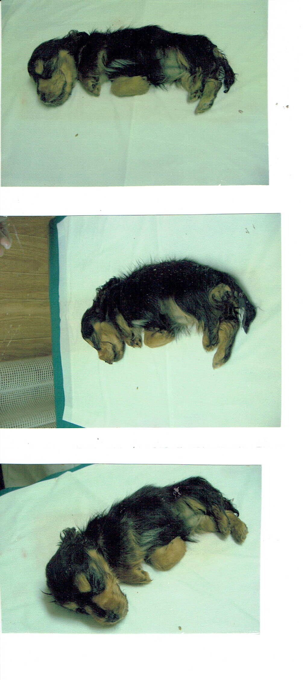 保護中: 死んだ子犬