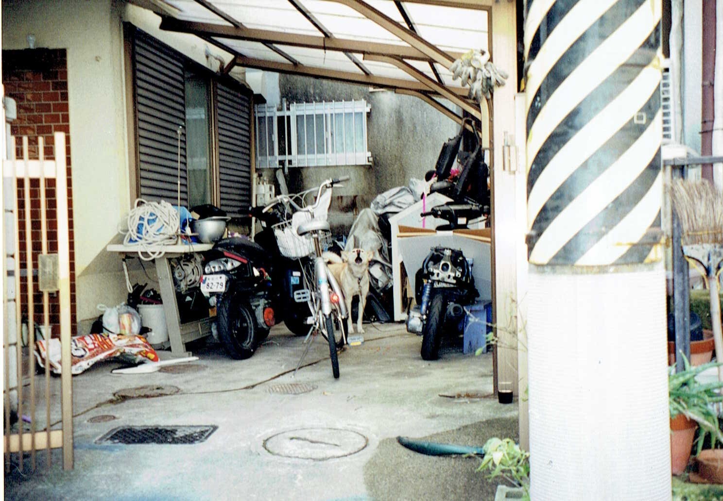 保護中: 犬の虐待事件3