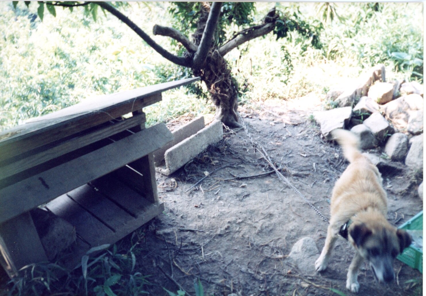 保護中: 犬の虐待事件4