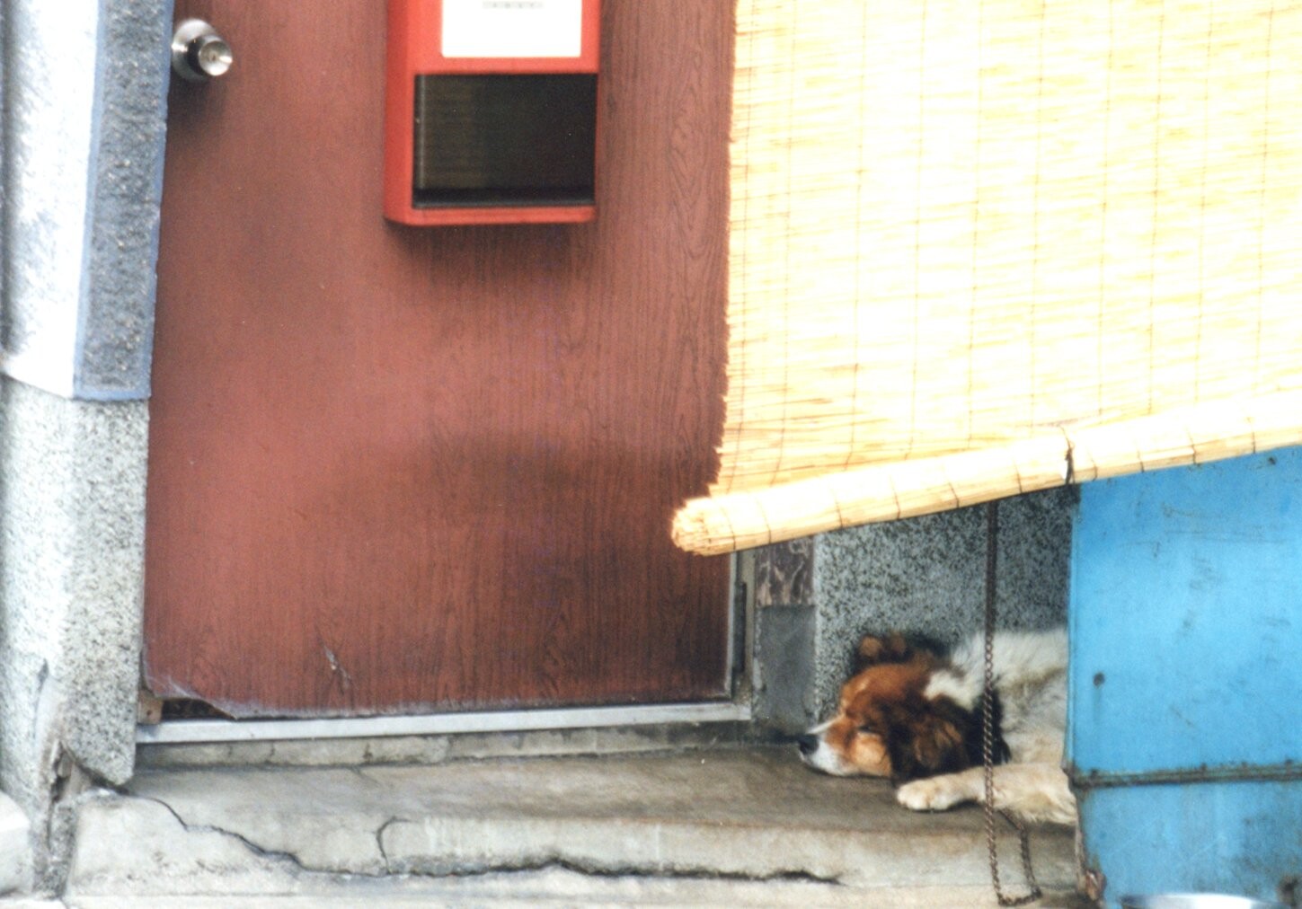 保護中: 犬の虐待事件5