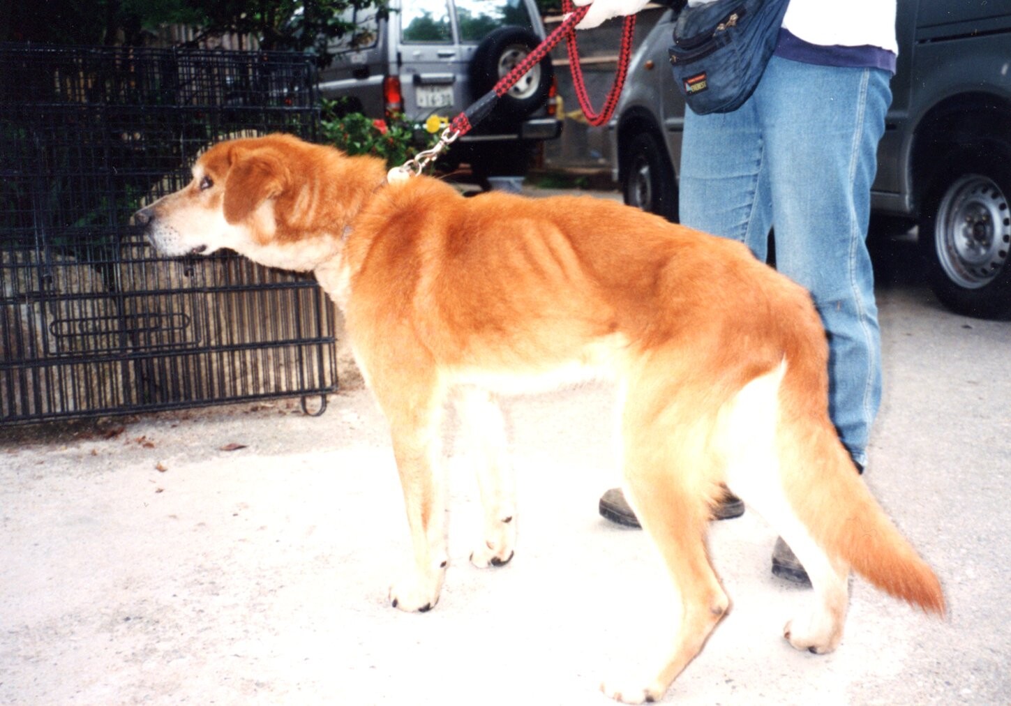 保護中: 犬の虐待事件6