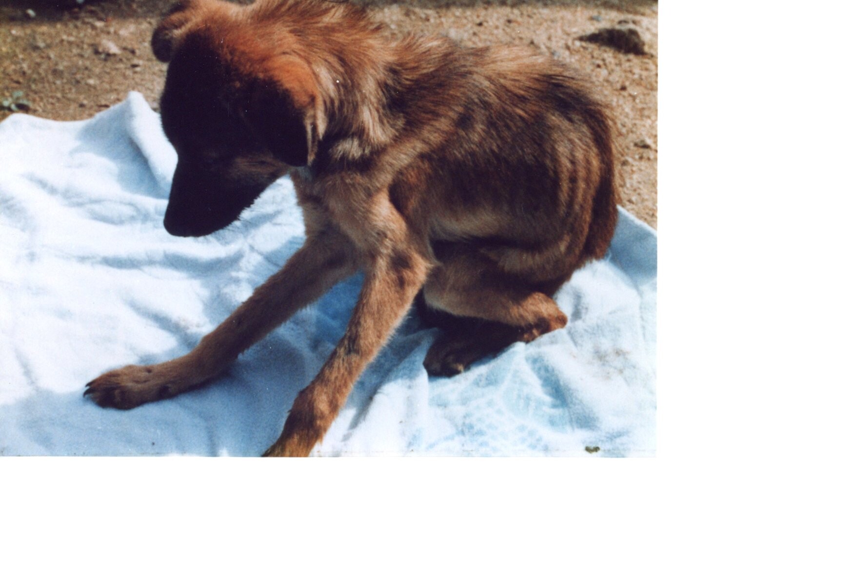 保護中: 犬の虐待事件7