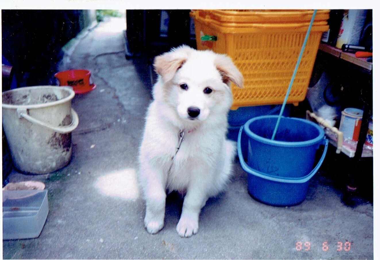 保護中: 犬の虐待事件8_鎖に繋がれた白い犬_