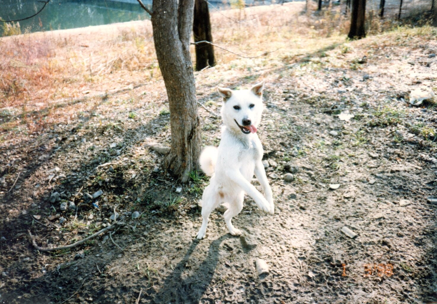 保護中: 犬の虐待事件_9