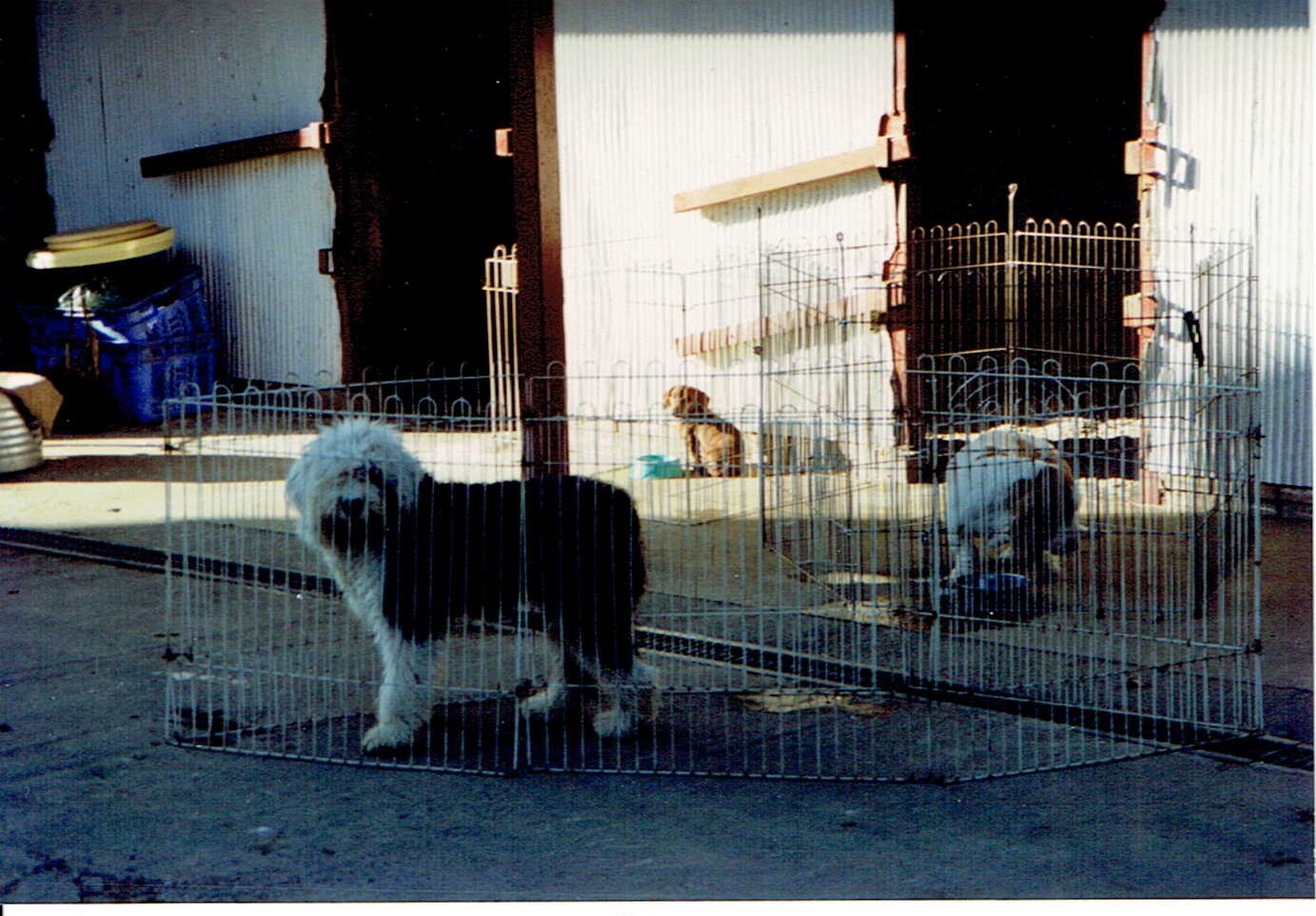 保護中: 犬の虐待事件10