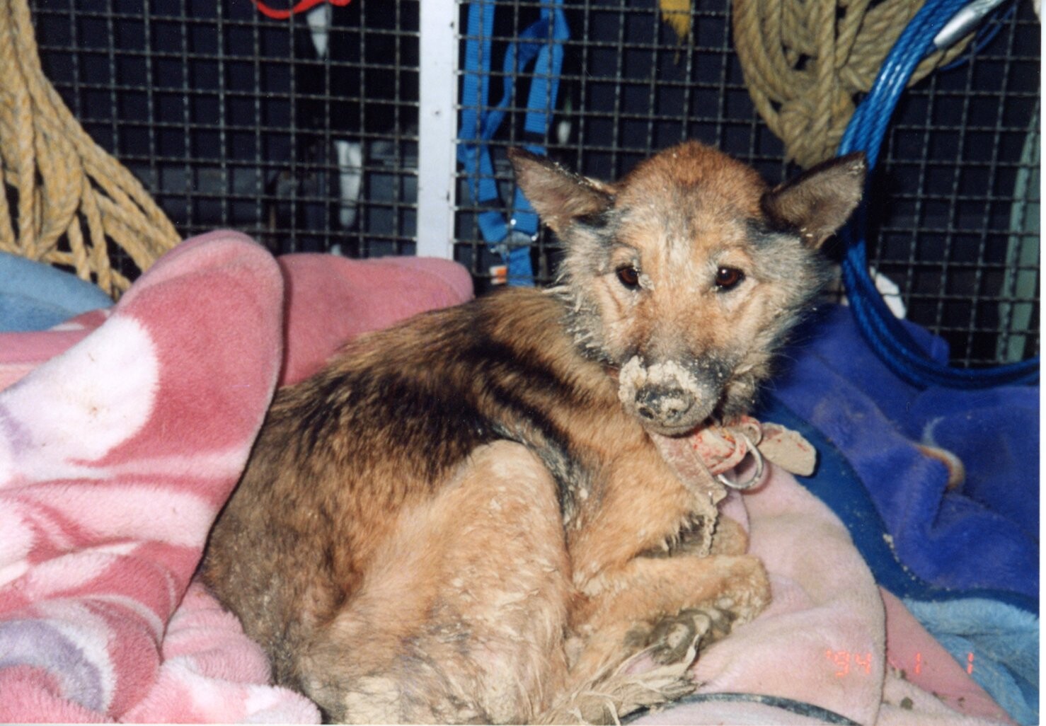 保護中: 犬の虐待事件11