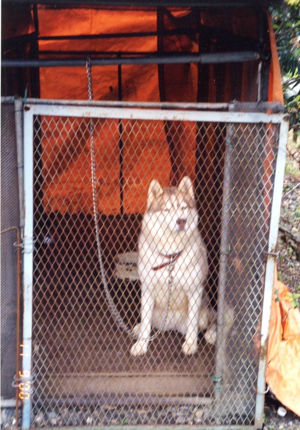 保護中: 犬の虐待事件12