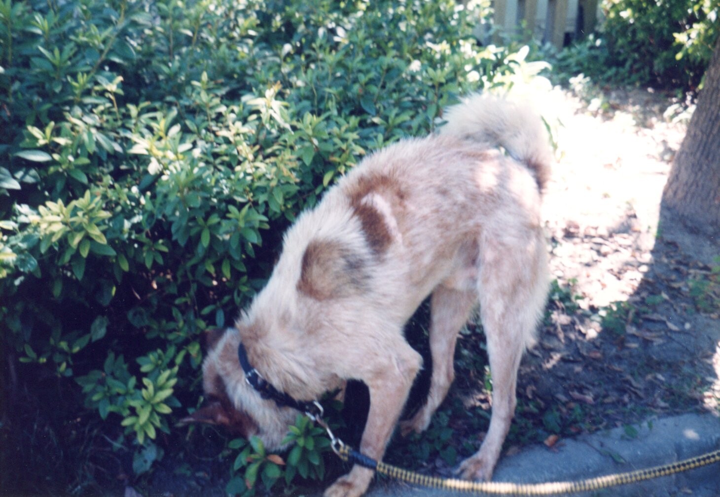 保護中: 犬の虐待事件13