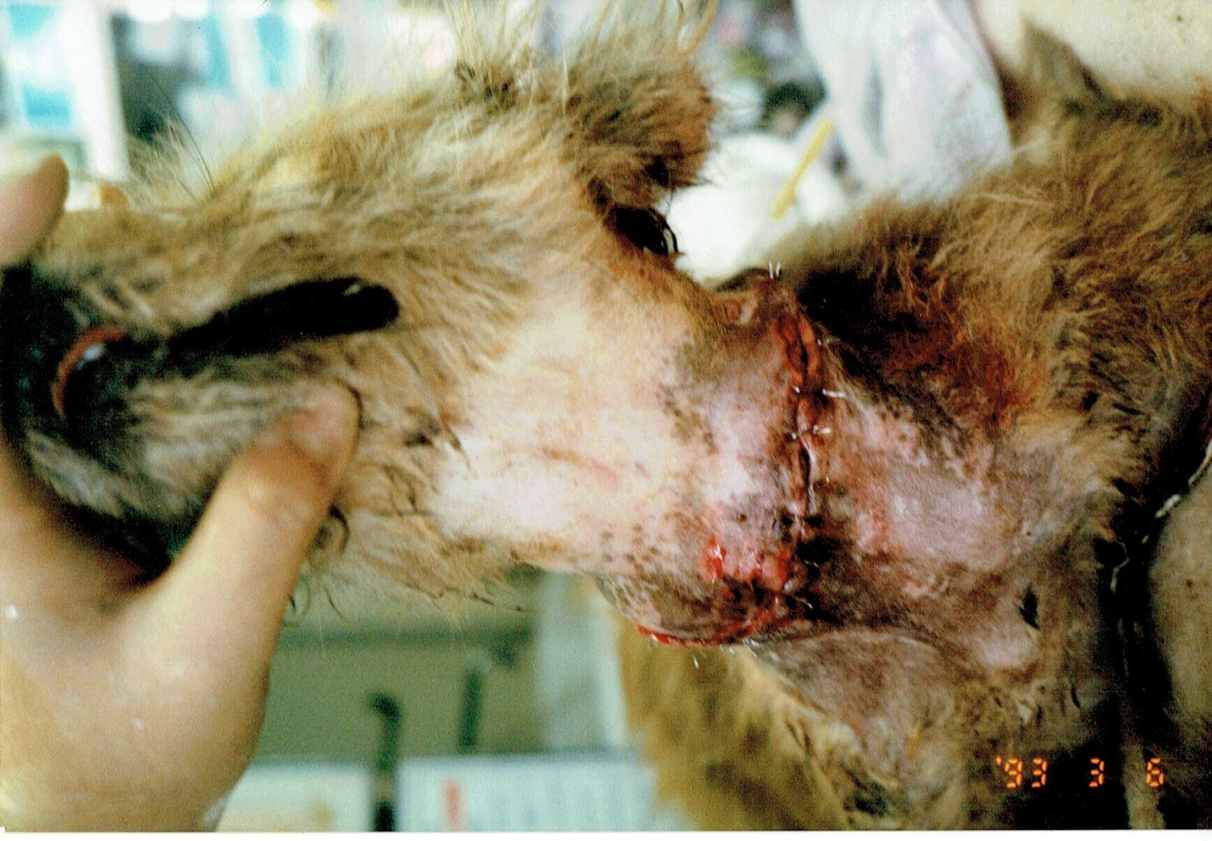 保護中: 首輪が食い込んだ犬