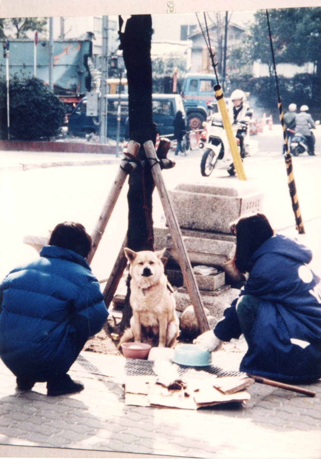 保護中: 木に繋がれた犬