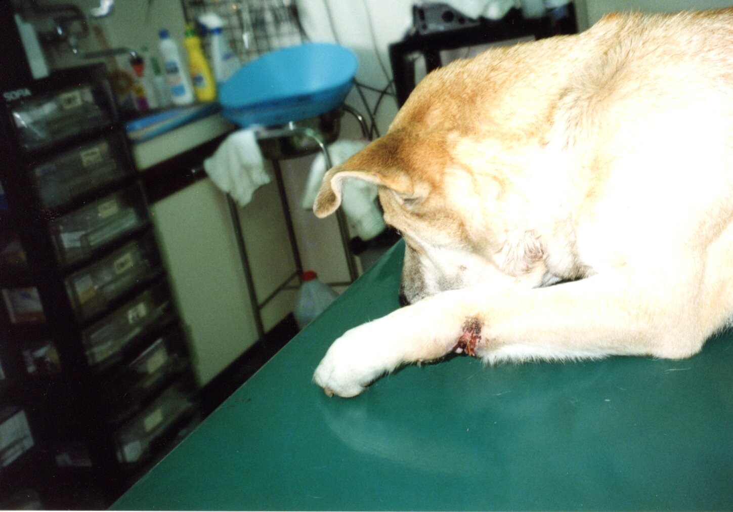 保護中: 前脚に鎖が食い込んだ犬