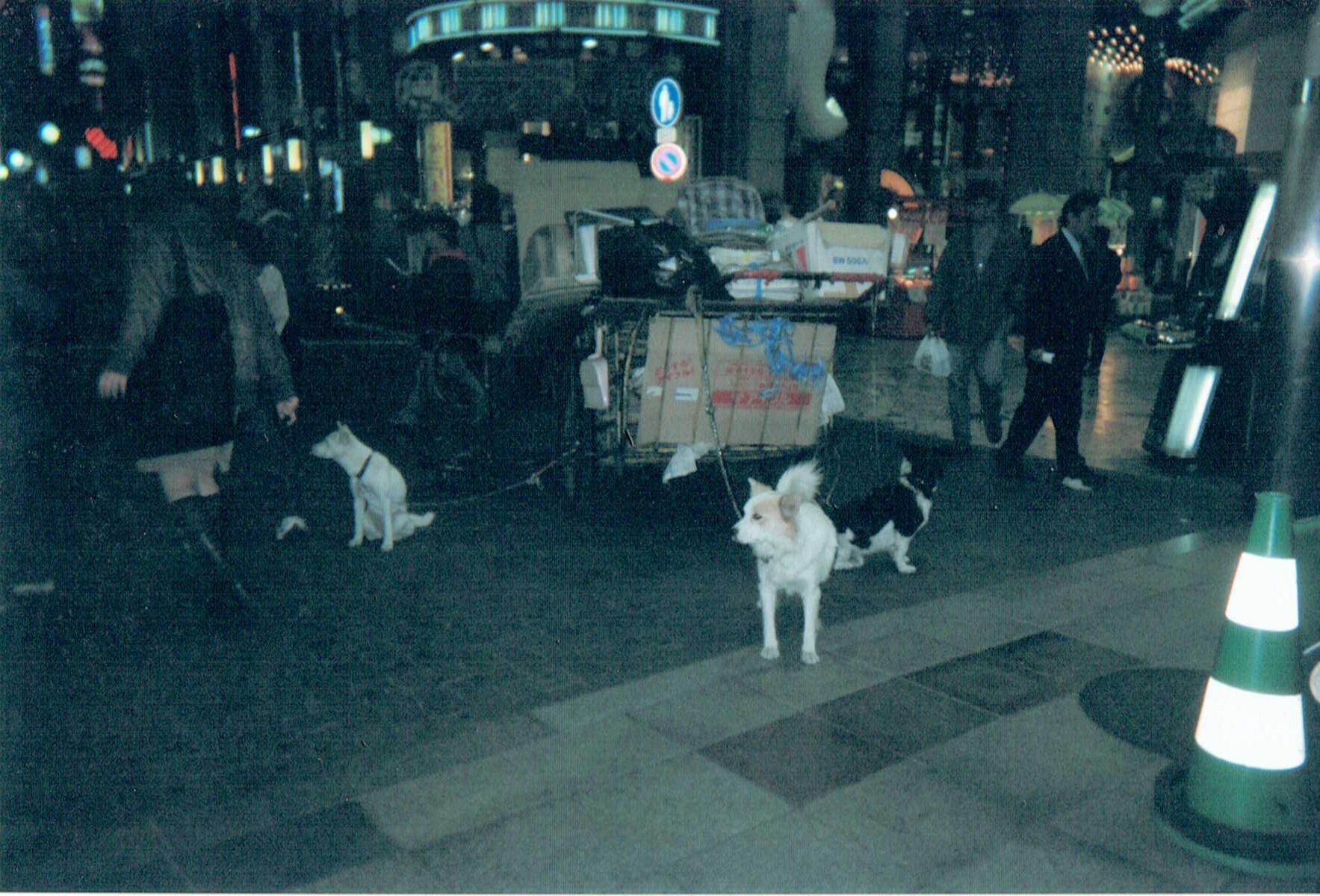 保護中: ホームレスの犬たち