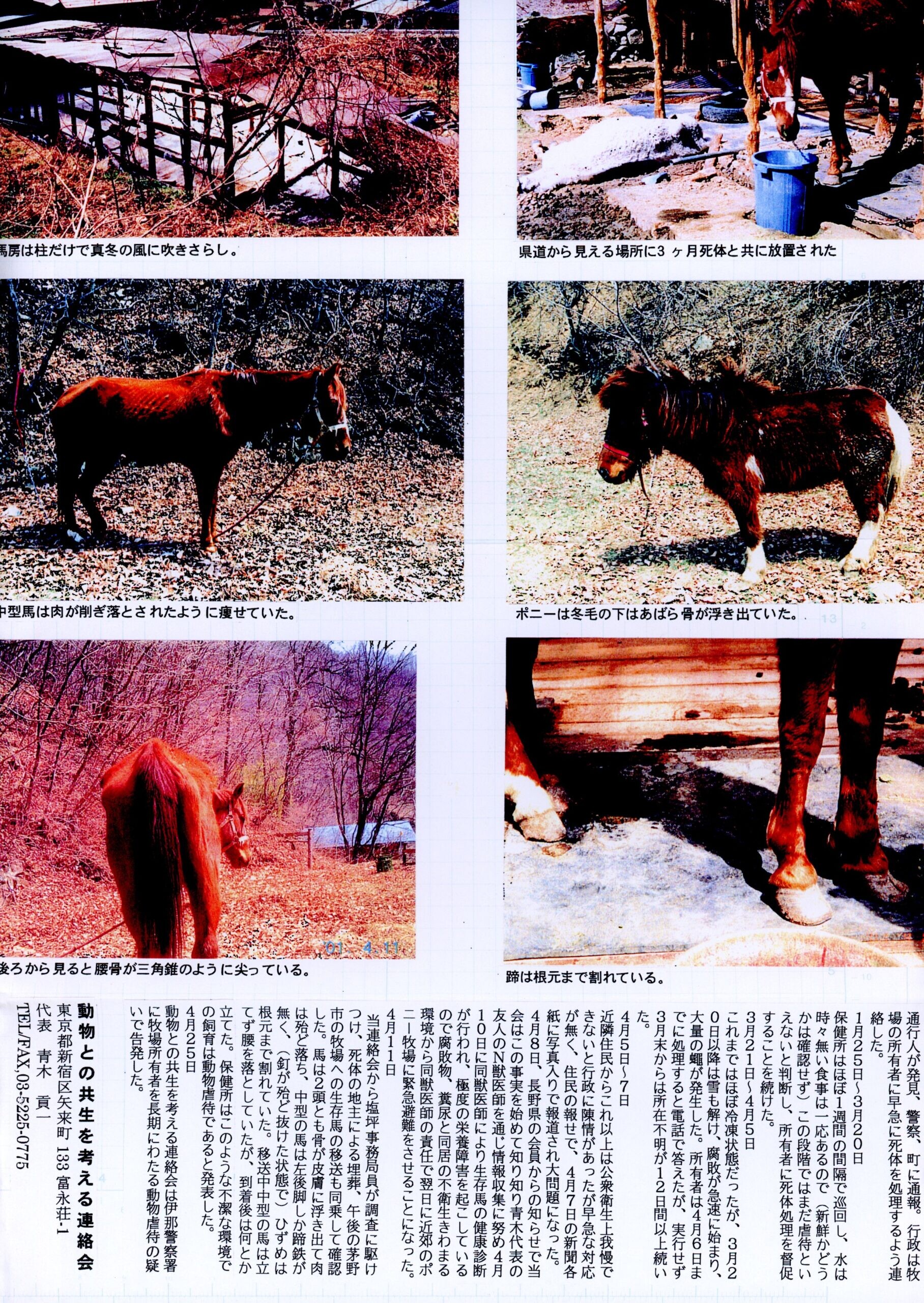 保護中: 馬の虐待（長野県）