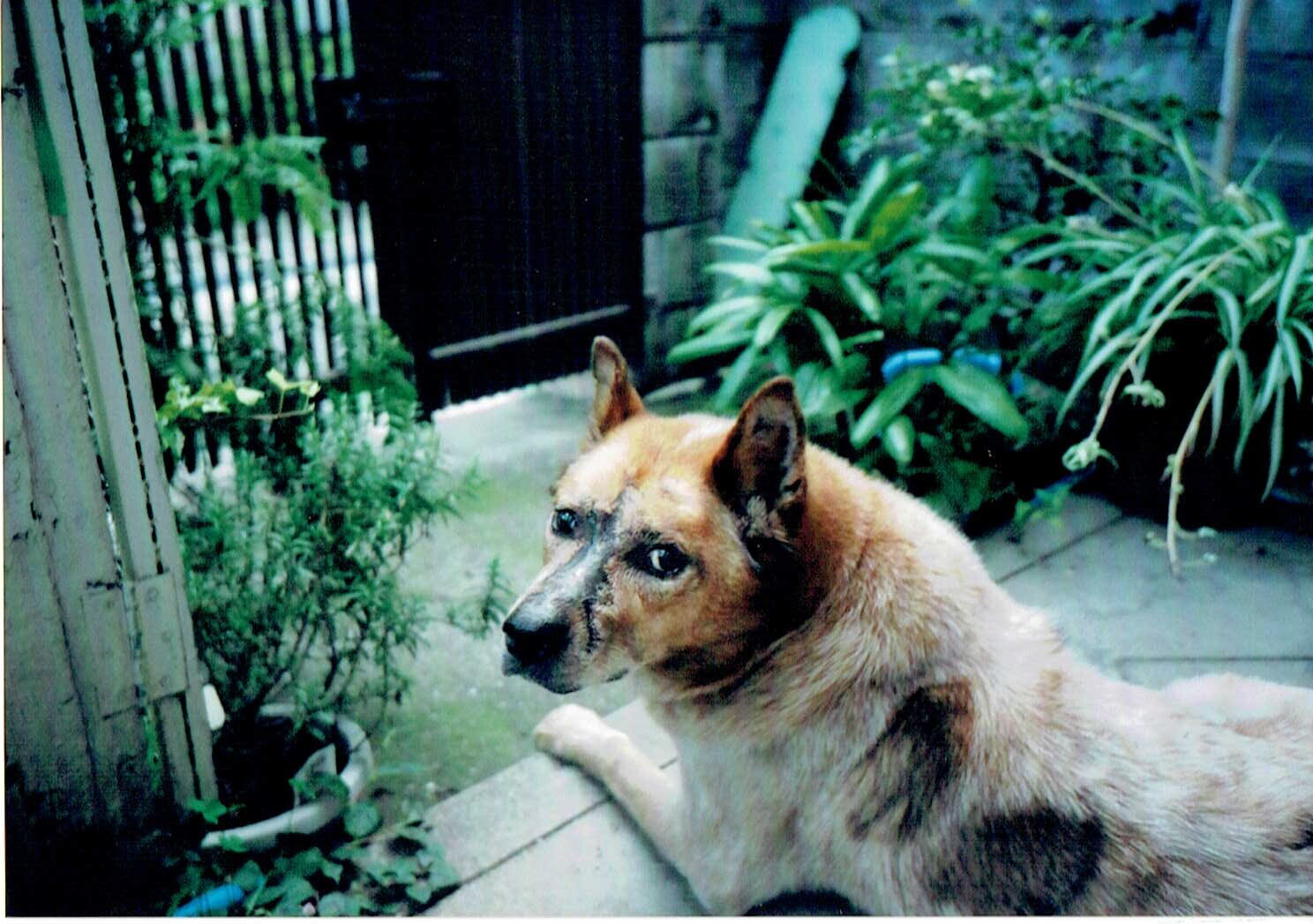 保護中: 里親さんの家で