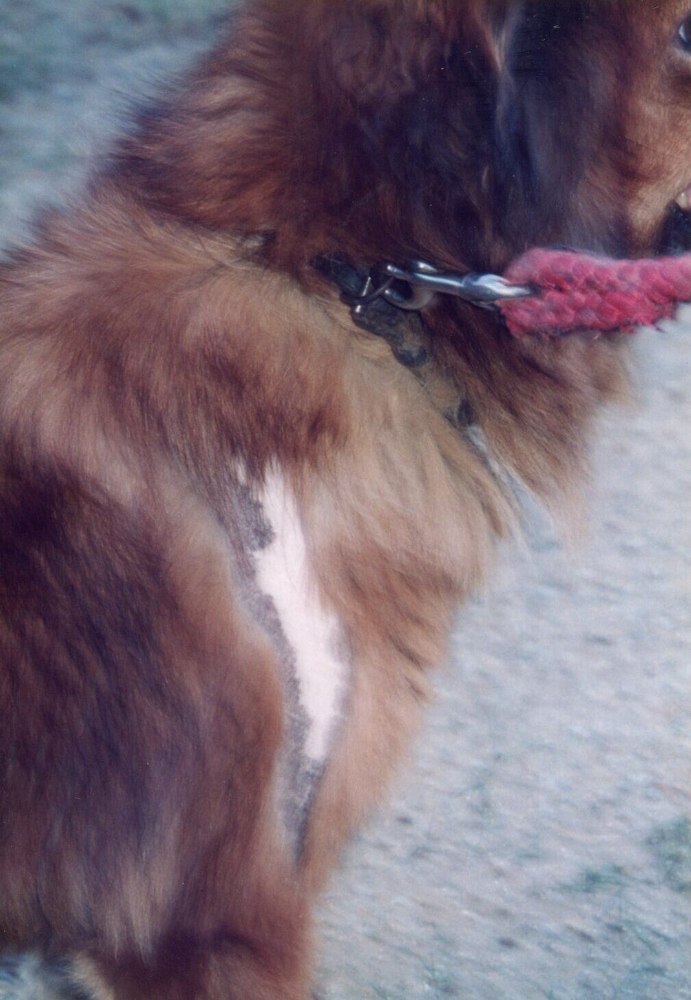 保護中: レスキュー後