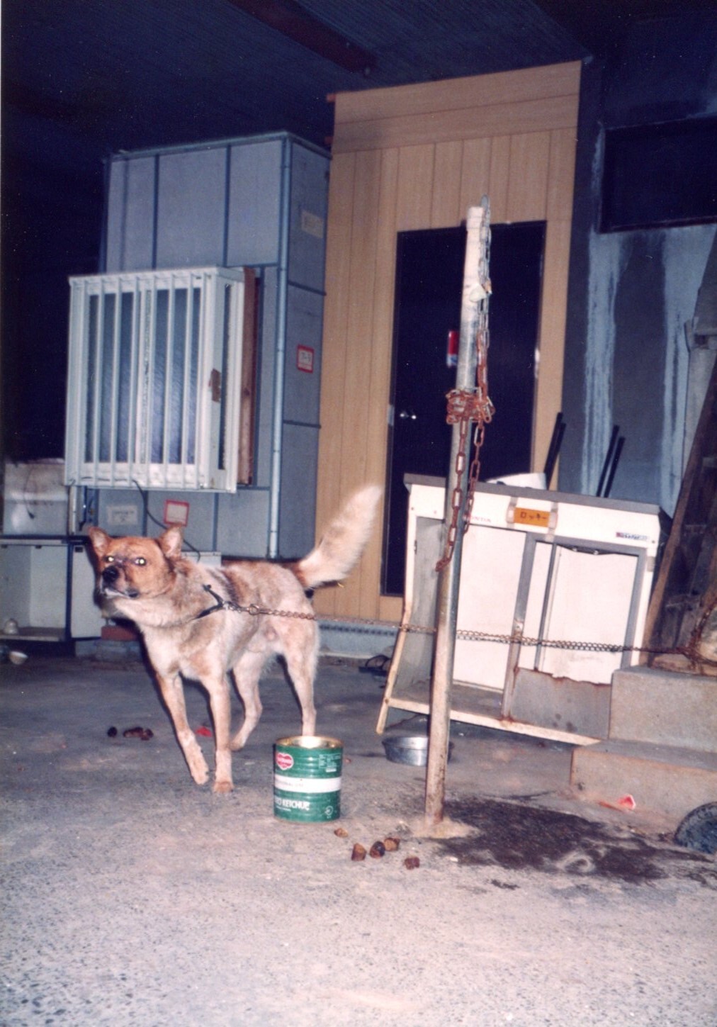 保護中: レスキュー前