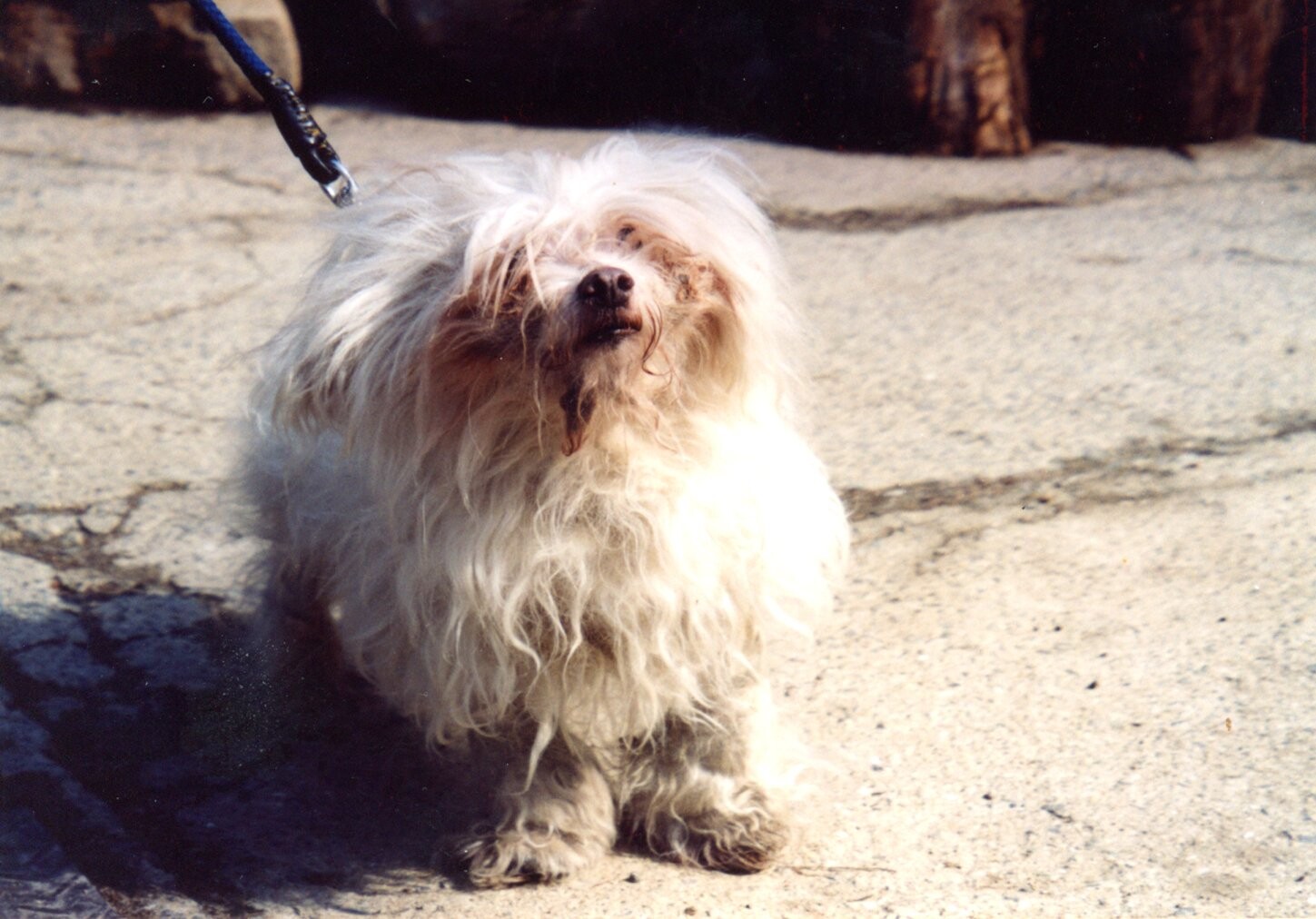 保護中: マルチーズの虐待