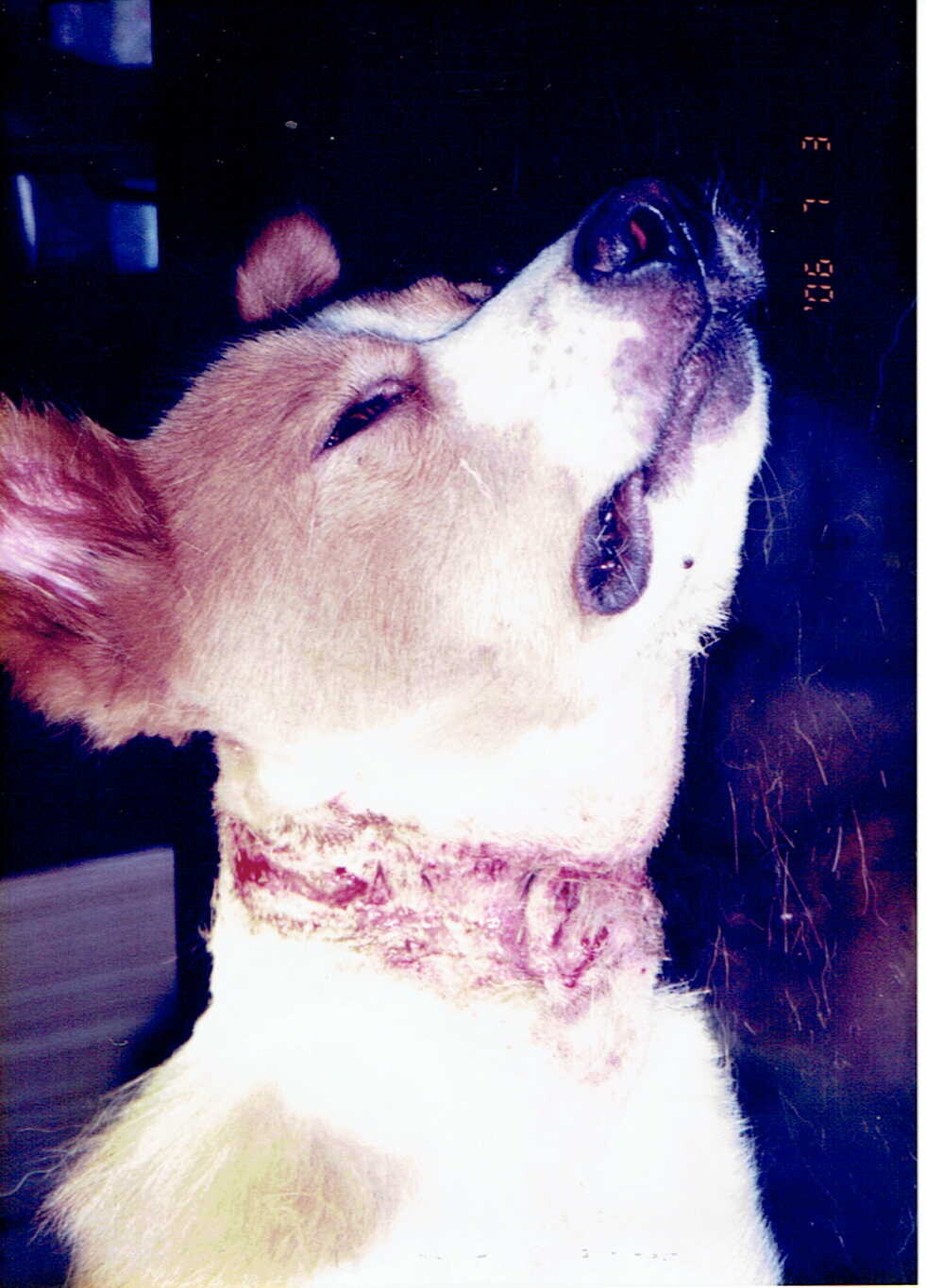 保護中: 首輪が食い込んだサクラ