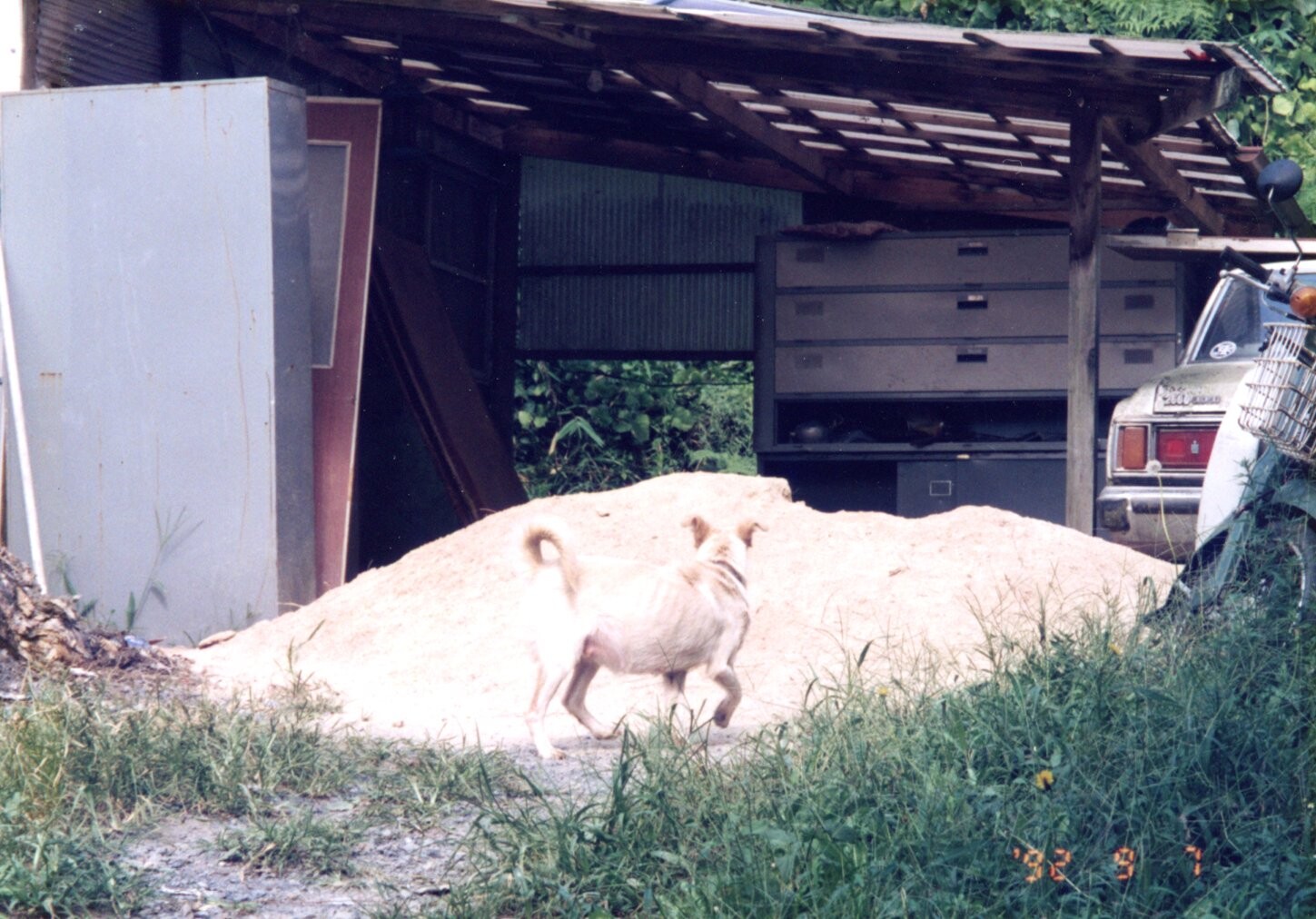 保護中: 頑固おじさんの犬たち