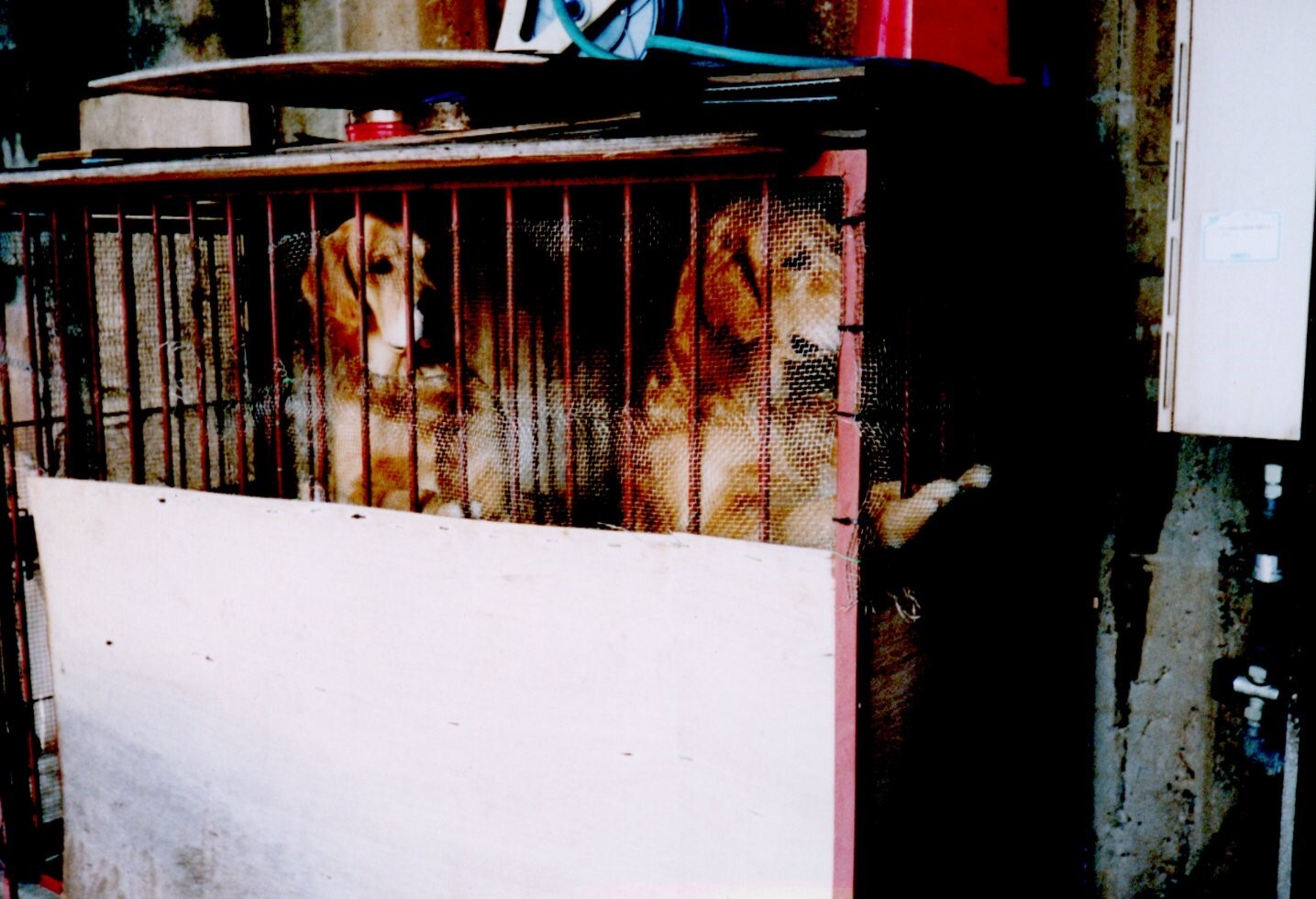 保護中: ブリーダー（場所不明2）